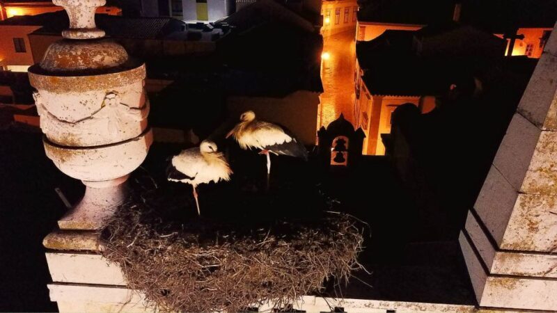 Faro: Night Segway Tour with Cocktails - FAQs