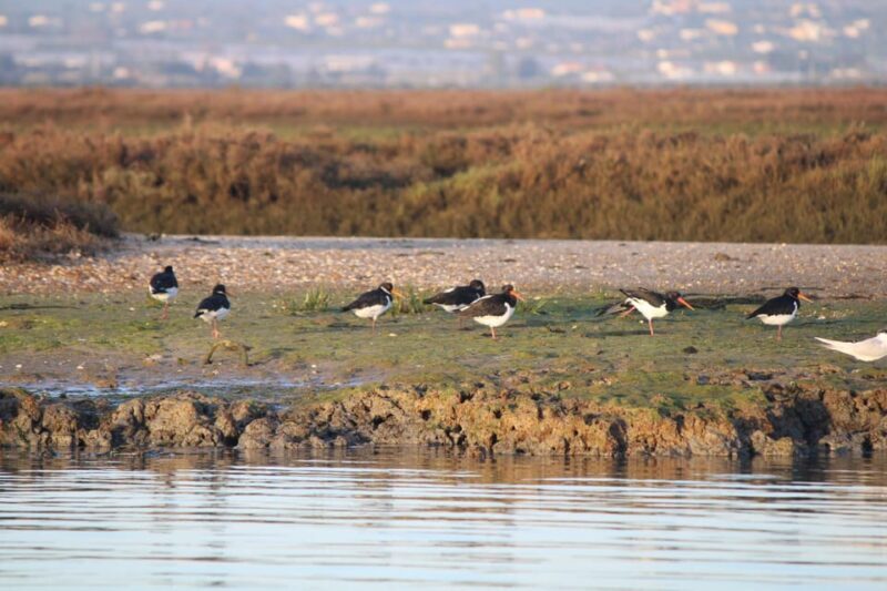 Faro: Pudim Real Boat Tours 6h guided boat tour Ria Formosa - The Sum Up