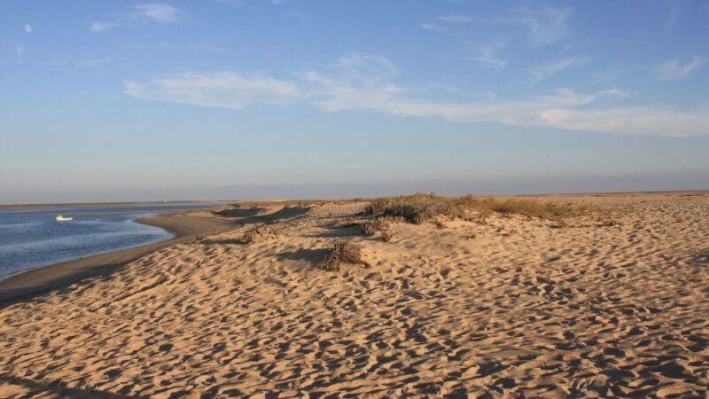 Faro: Ria Formosa Eco Birdwatching Boat Tour - A Closer Look at the Ria Formosa Eco Birdwatching Tour