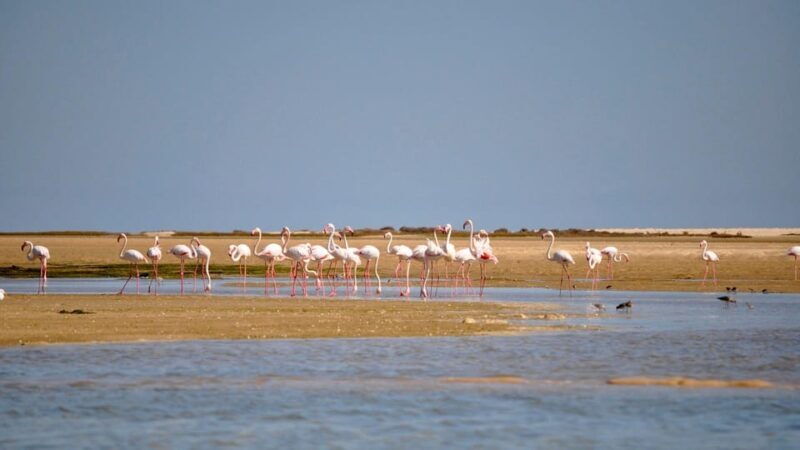 Faro: Ria Formosa Eco Birdwatching Boat Tour - FAQ