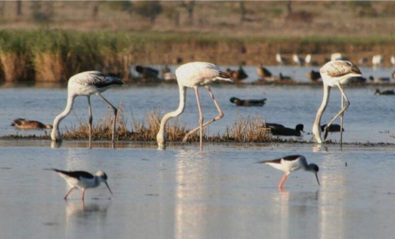 Faro: Ria Formosa Guided Sunset Tour by Catamaran - A detailed look at the experience