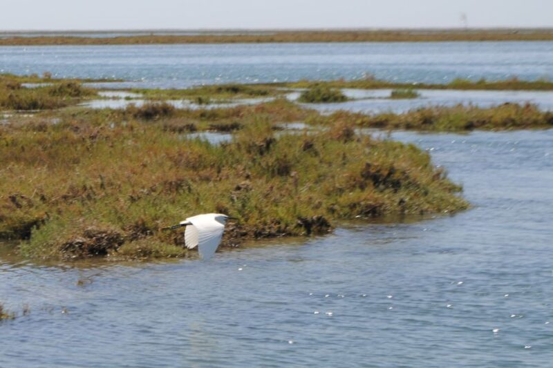Faro: Ria Formosa Lagoon Small Boat Tour with Local Guide - Authentic Feedback from Travelers