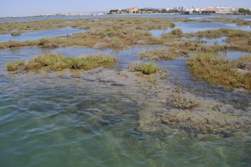 Faro: Ria Formosa Lagoon Small Boat Tour with Local Guide - Frequently Asked Questions