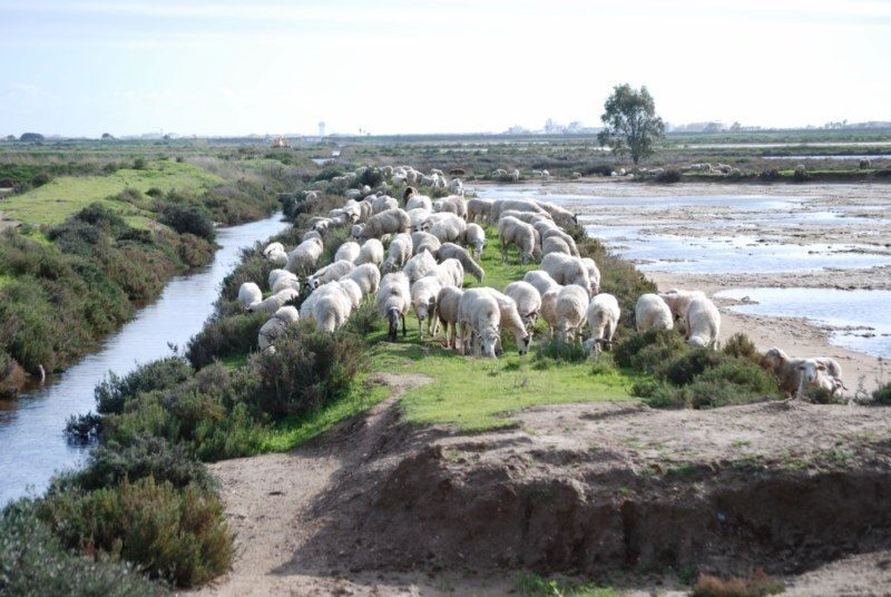 Faro: Ria Formosa Natural Park Segway Tour & Birdwatching - Detailed Review of the Faro Ria Formosa Segway Tour