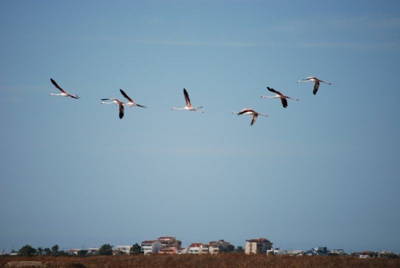 Faro: Ria Formosa Natural Park Segway Tour & Birdwatching - FAQ