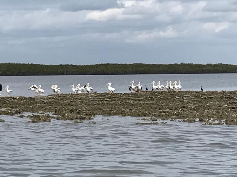 Fast and More 60 minute Airboat Tour on the Homosassa River - What the Reviews Say: Authentic Experiences and Honest Feedback