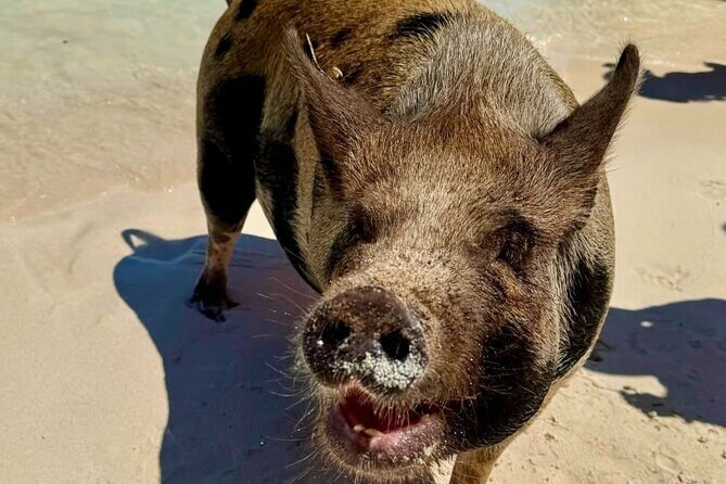 Fast Track Swimming Pigs Encounter - FAQs