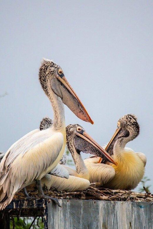 Fatehpur, Bird Sanctuary, Chand Baori Jaipur Drop From Agra - FAQ