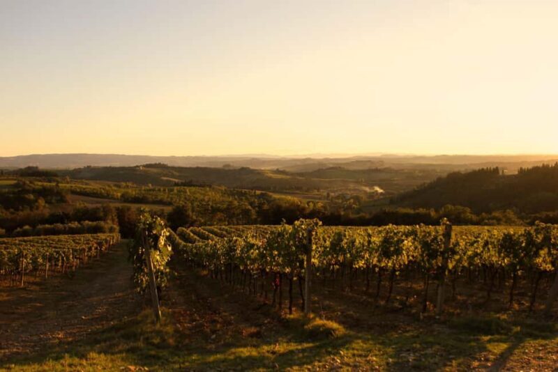 Fattoria La Leccia: Winery Tour and Tastings in Montespertoli - What You Can Expect During the Tour