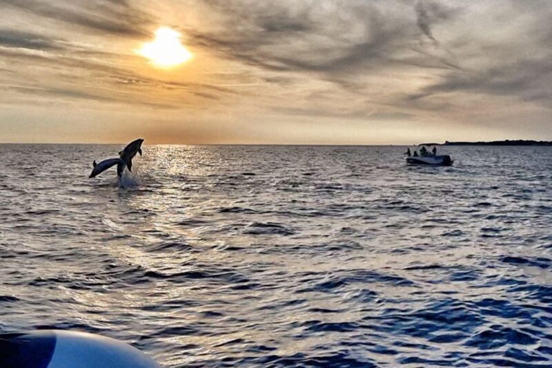 Fazana: dolphin safari and sightseeing in Brijuni at sunset - Key Points