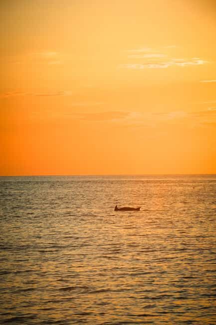Fazana: Dolphin/Sunset Tour - Key Points