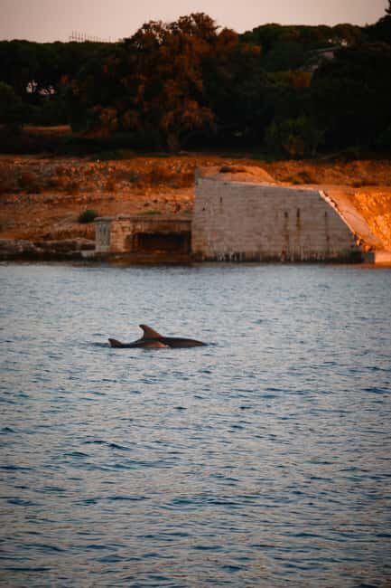 Fazana: Dolphin/Sunset Tour - Breaking Down the Itinerary