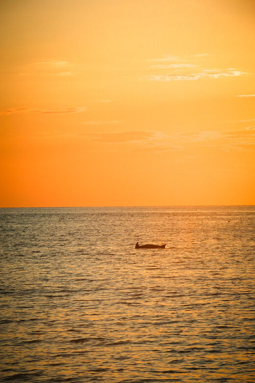 Fazana: Dolphin/Sunset Tour - FAQs
