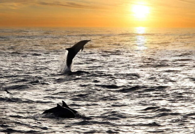 Fazana: Eco Friendly Brijuni Dolphins with Dinner & Drinks - An Overview Worth Planning Around