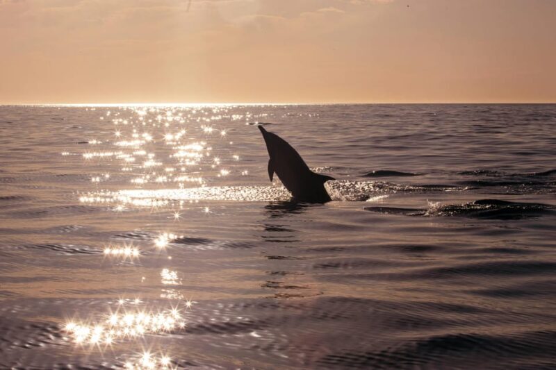 Fazana: Eco Friendly Brijuni Dolphins with Dinner & Drinks - The Sum Up: Is It Worth It?