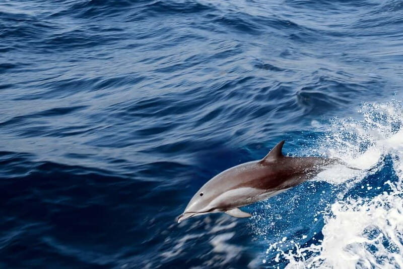 FAZANA Koralj DOLPHIN Boat Tour NP Brijuni - Key Points
