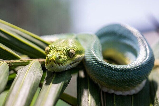 Featherdale Wildlife Park with Exclusive Private Transfers - Location and Overall Experience