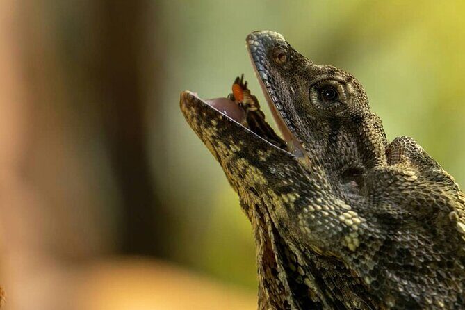 Featherdale Wildlife Park with Exclusive Private Transfers - Value for Money