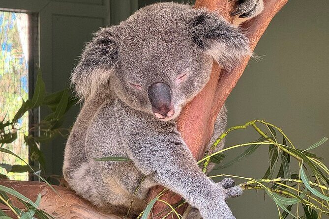 Featherdale Wildlife Park with Exclusive Private Transfers - A Few Considerations