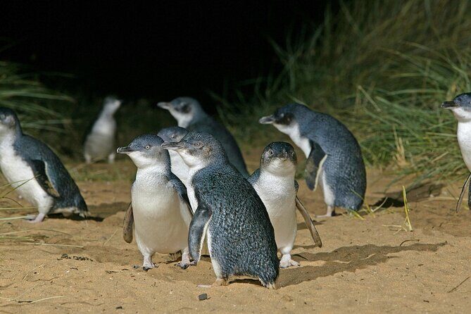 Featherdale Wildlife Park with Exclusive Private Transfers - Frequently Asked Questions