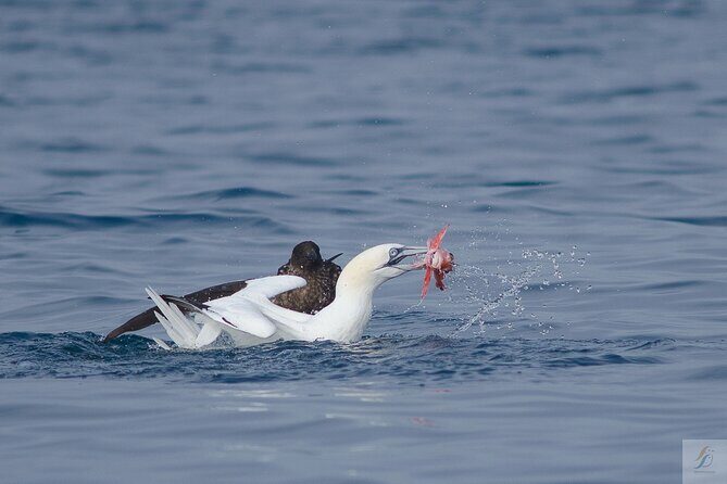 Feathers & Scales - Exploring the Marine Life of Lisbon’s Atlantic Waters