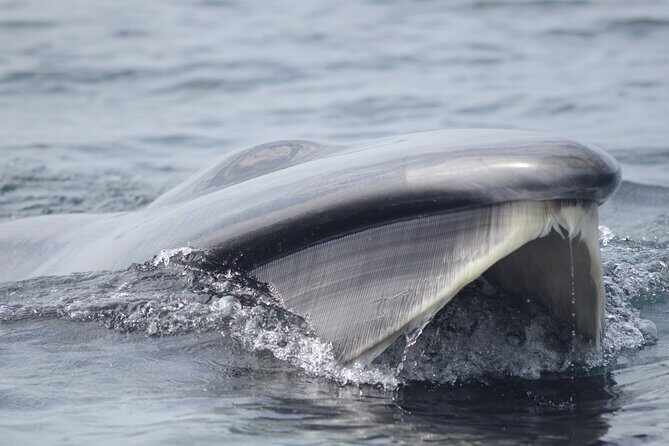 Feathers & Scales - The True Value of This Marine Adventure