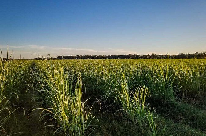 Felicity Plantation Tour - FAQ