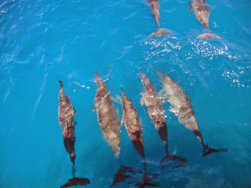 Fernando de Noronha: Catamaran Tour with meal and transfer - A Detailed Look at the Fernando de Noronha Catamaran Tour
