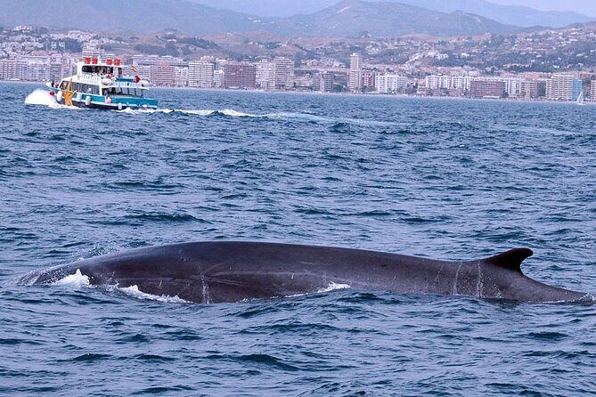 Ferry Benalmádena  Fuengirola - Who Should Consider This Tour?