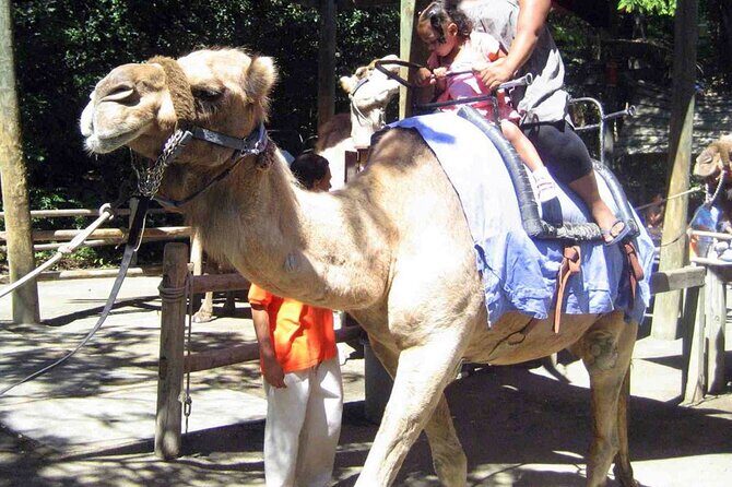 Fethiye Camel Riding at Gosht Town - Experience the Unique Charm of Fethiye Camel Riding at Gosht Town