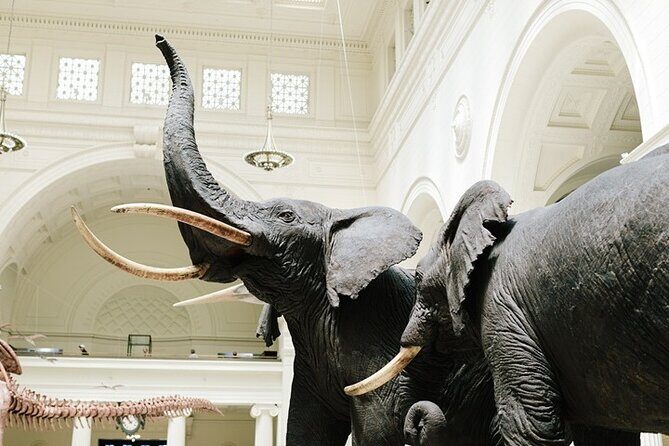 Field Museum Basic Admission Ticket with Tasting Experience - An In-Depth Look at the Experience