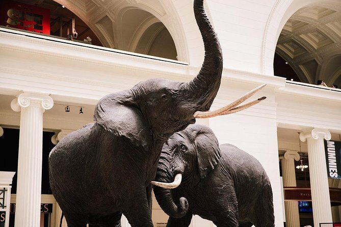 Field Museum of Natural History All-Access Pass - Experience the Wonders of the Field Museum of Natural History with the All-Access Pass