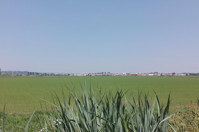Figueira da Foz by rice paddies and salines, half-day from Coimbra - Exploring Figueira da Foz: A Practical Guide