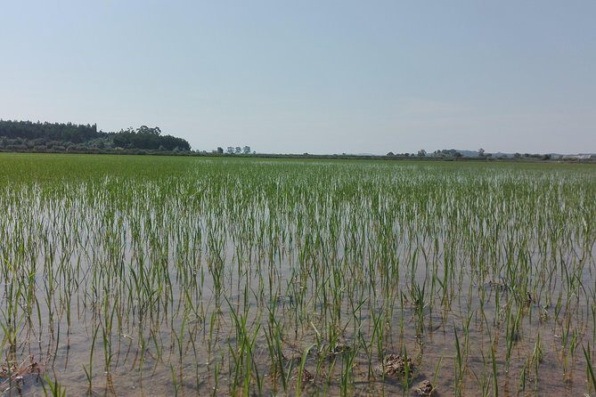 Figueira da Foz by rice paddies and salines, half-day from Coimbra - Who Should Consider This Tour?
