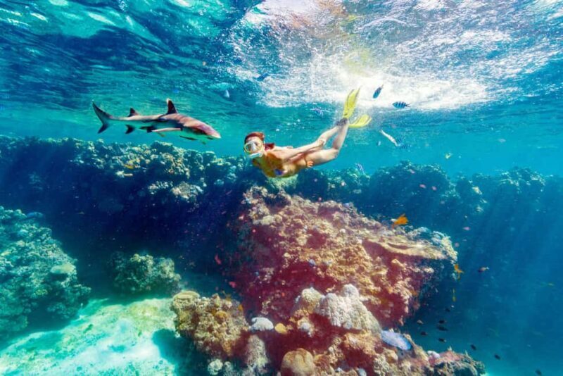 Fiji: Ultimate Encounters Snorkel with Sharks and Lunch - Fiji: Ultimate Encounters Snorkel with Sharks and Lunch — A Balanced Adventure in Paradise