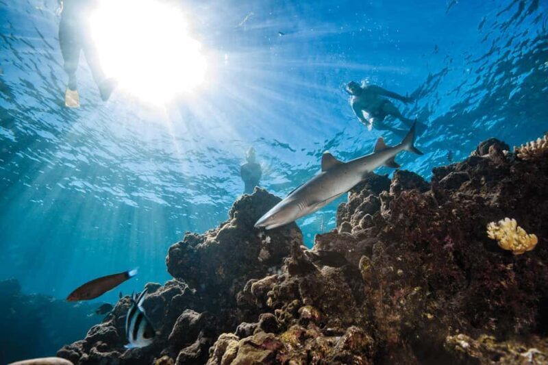 Fiji: Ultimate Encounters Snorkel with Sharks and Lunch - Key Points