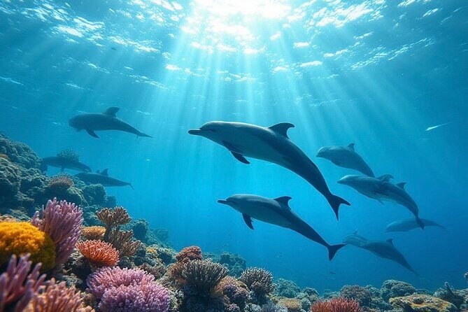 Fijis Best Dolphins tour and Snorkeling Adventure - Experience Fiji’s Best Dolphins Tour and Snorkeling Adventure