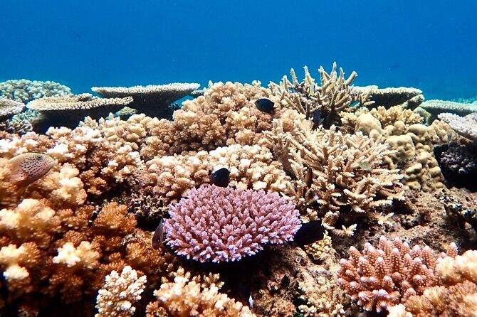 Fijis Best Dolphins tour and Snorkeling Adventure - Key Points
