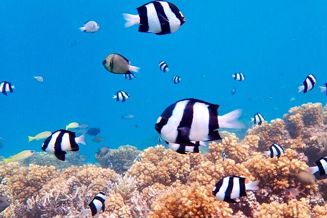 Fijis Best Dolphins tour and Snorkeling Adventure - Final Thoughts on Value and Experience