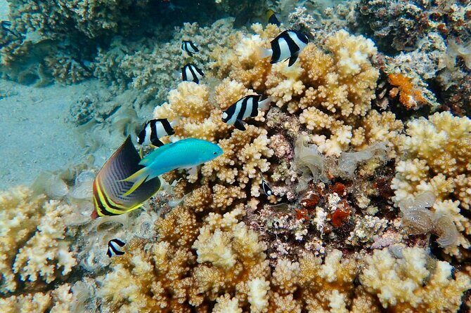 Fijis Best Dolphins tour and Snorkeling Adventure - FAQ