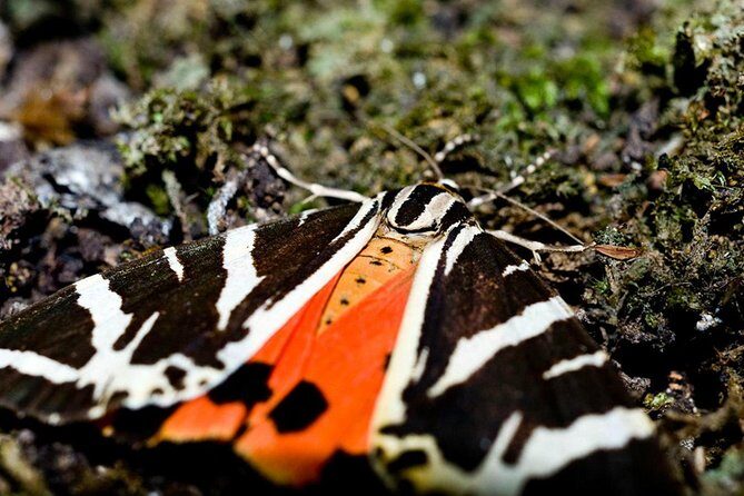 Filerimos Hill & Butterflies Valley Adventure! - Who Should Consider This Tour?