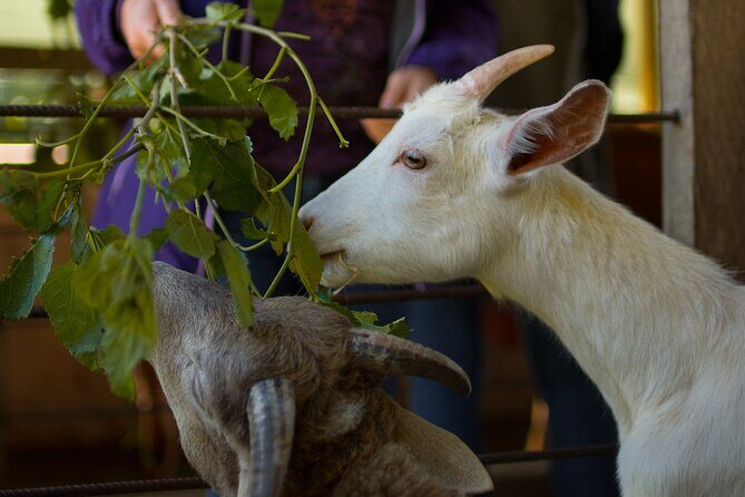 Finca El Paraiso Farm Cheese Tour in Monteverde - Who should consider this tour?