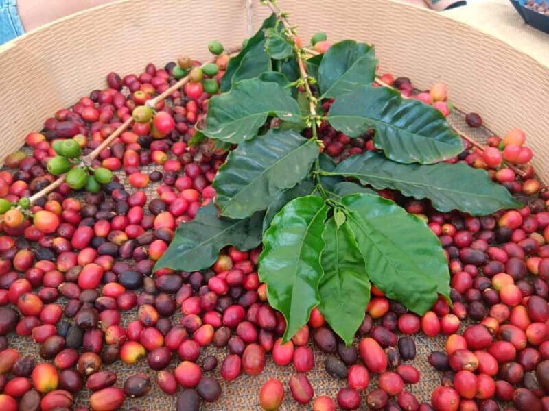 Finca Los Castaños: Agaete Valley Coffee Tour & Tasting - Finca Los Castaños: Agaete Valley Coffee Tour & Tasting