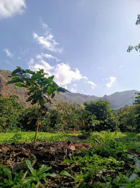 Finca Los Castaños: Agaete Valley Coffee Tour & Tasting - The Value of the Experience