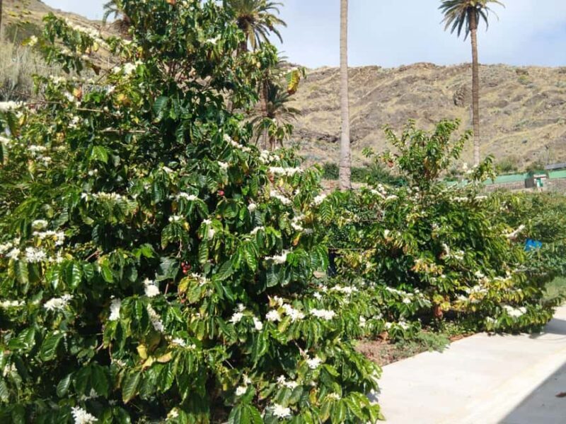 Finca Los Castaños: Agaete Valley Coffee Tour & Tasting - Frequently Asked Questions