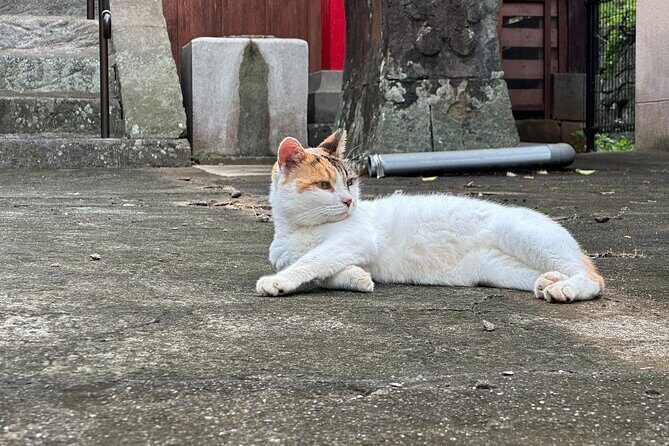 Finding Local Cats and Hidden Alleys of Nagasaki Walking Tour - Exploring Nagasaki’s Hidden Streets and Feline Friendships
