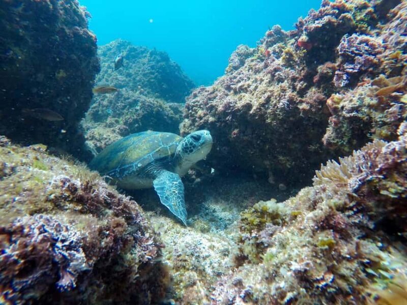 Fingal Head: Cook Island Sea Turtle Snorkel & Boat Transfers - A Deep Dive into the Experience