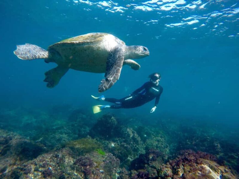 Fingal Head: Cook Island Sea Turtle Snorkel & Boat Transfers - Who Should Consider This Tour?