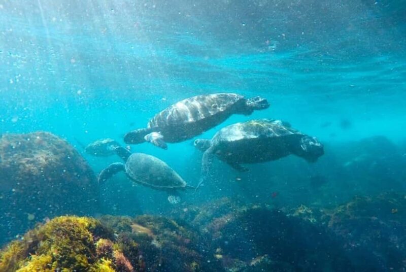 Fingal Head: Cook Island Sea Turtle Snorkel & Boat Transfers - Final Thoughts