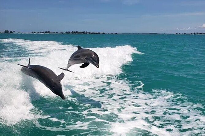 Fins Up - Dolphin & Island Sandbar Adventure in Clearwater Beach - FAQ